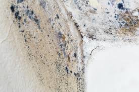 Why You Should Choose Our Mold Remediation Services in Rock Falls, IL